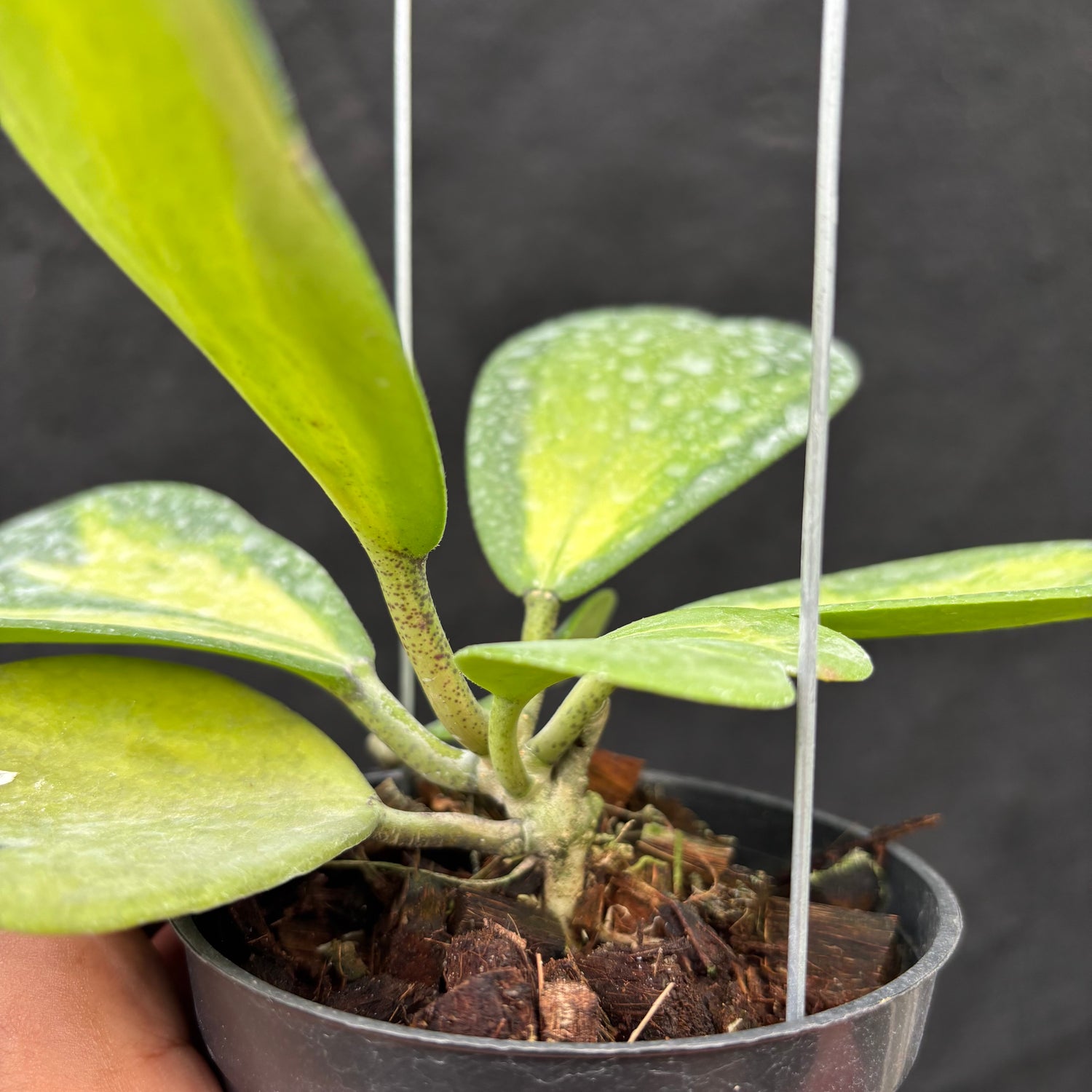 Hoya Kerii "Inner Variegated"