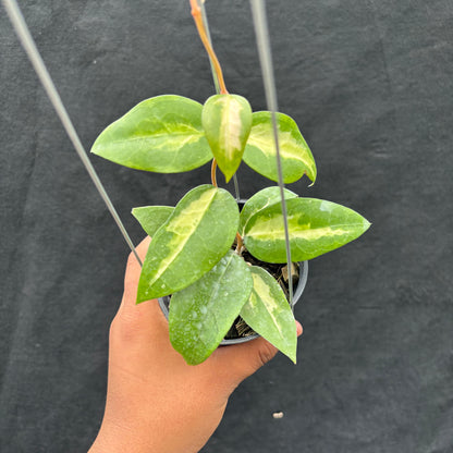 Hoya Verticillata "Panglay Reverse"