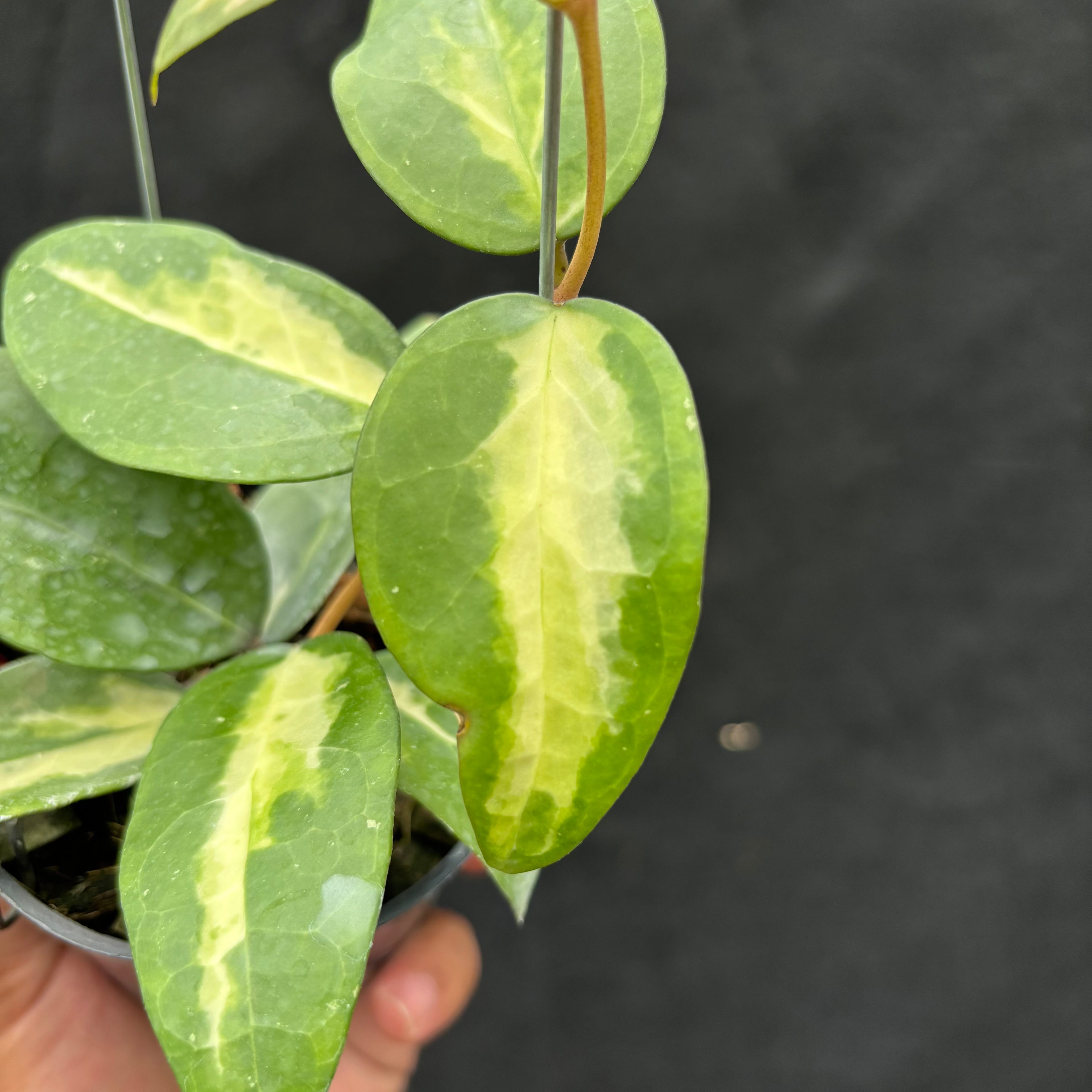 Hoya Verticillata "Panglay Reverse"
