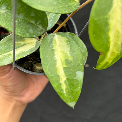 Hoya Verticillata "Panglay Reverse"