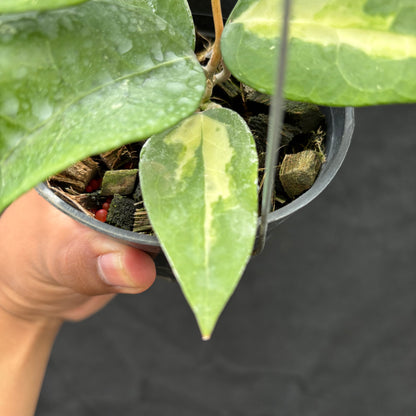 Hoya Verticillata "Panglay Reverse"