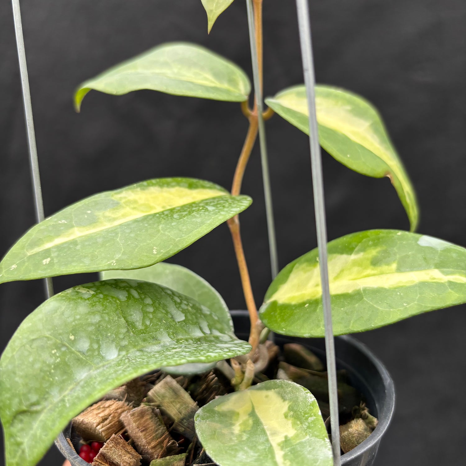 Hoya Verticillata "Panglay Reverse"