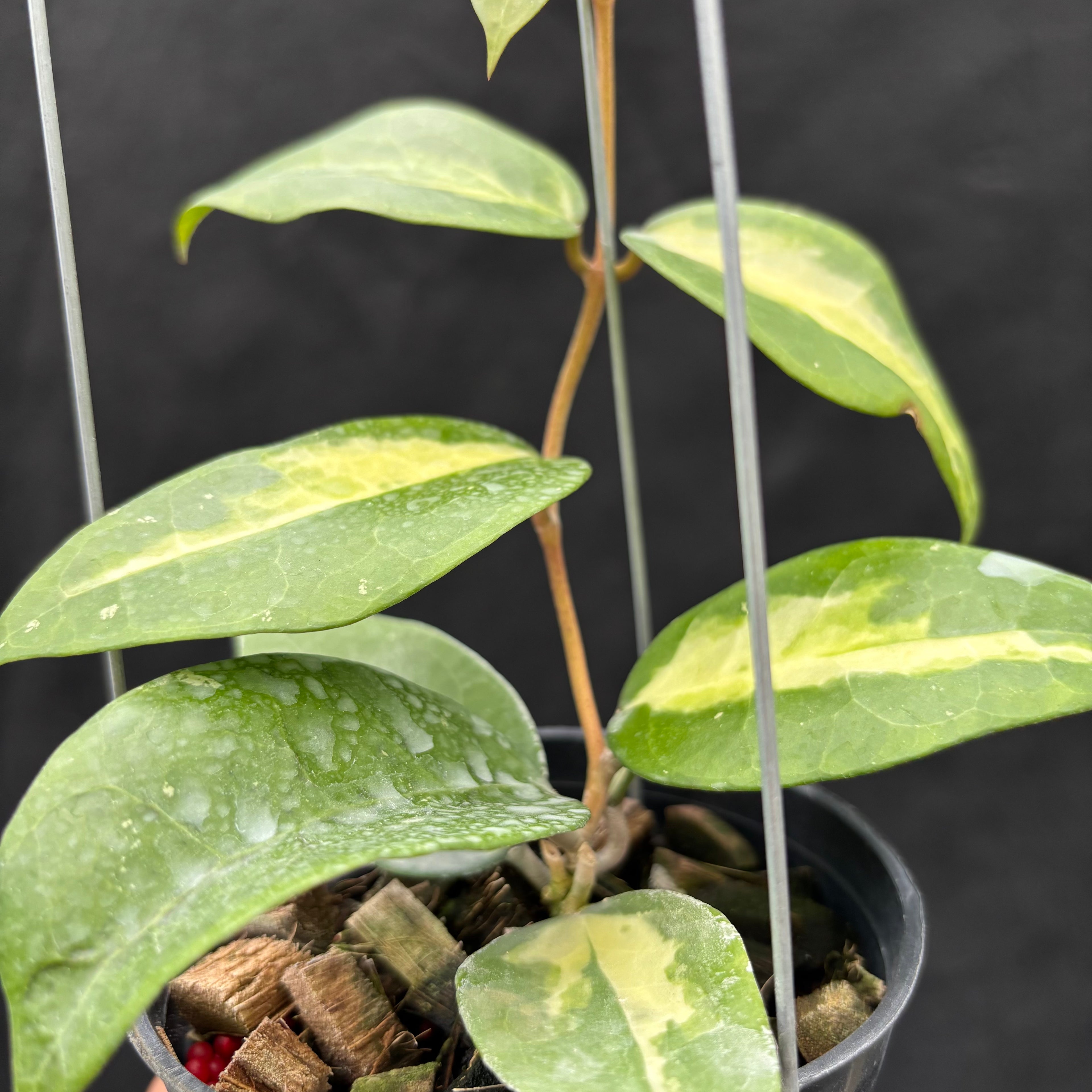 Hoya Verticillata "Panglay Reverse"