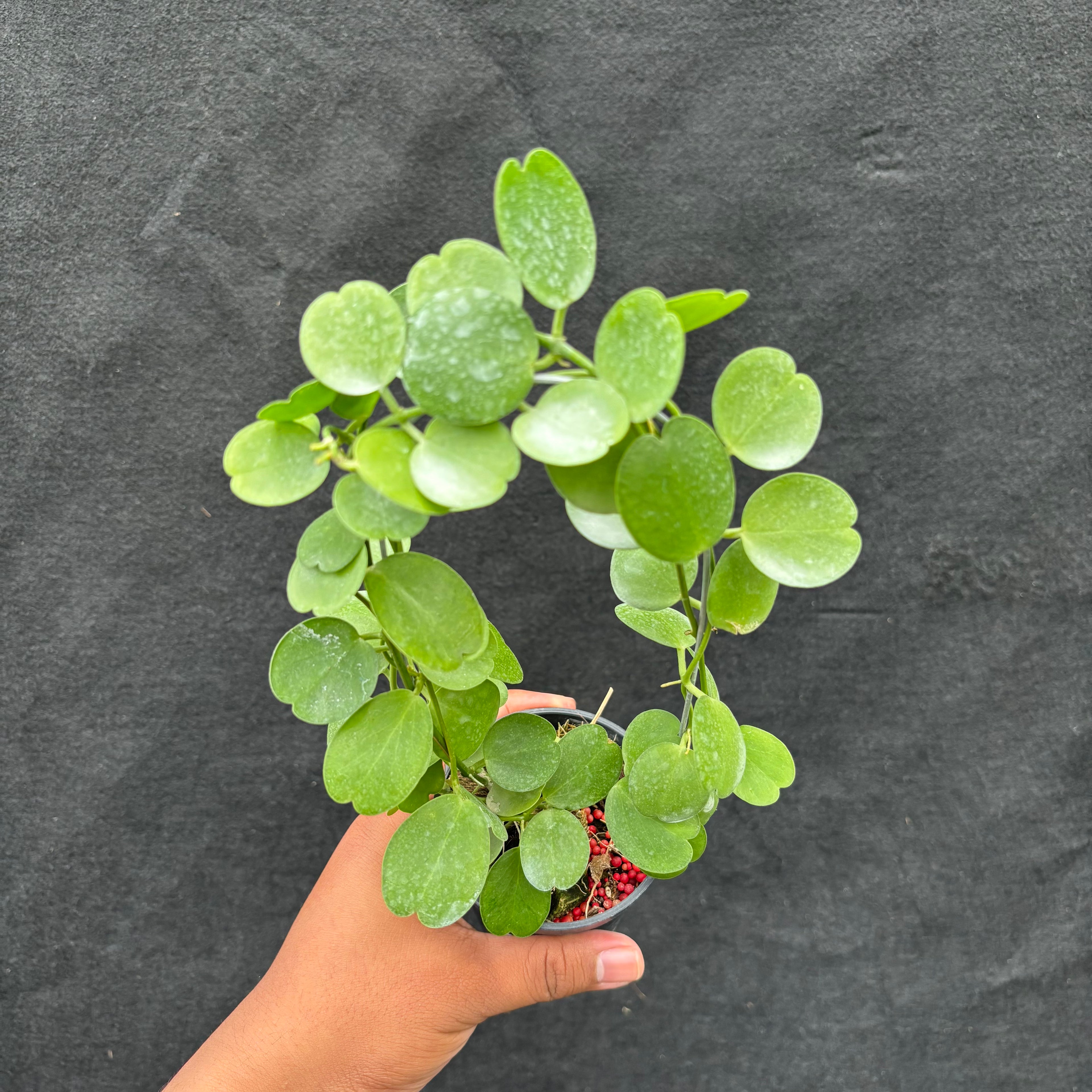 Hoya Tonsuensis
