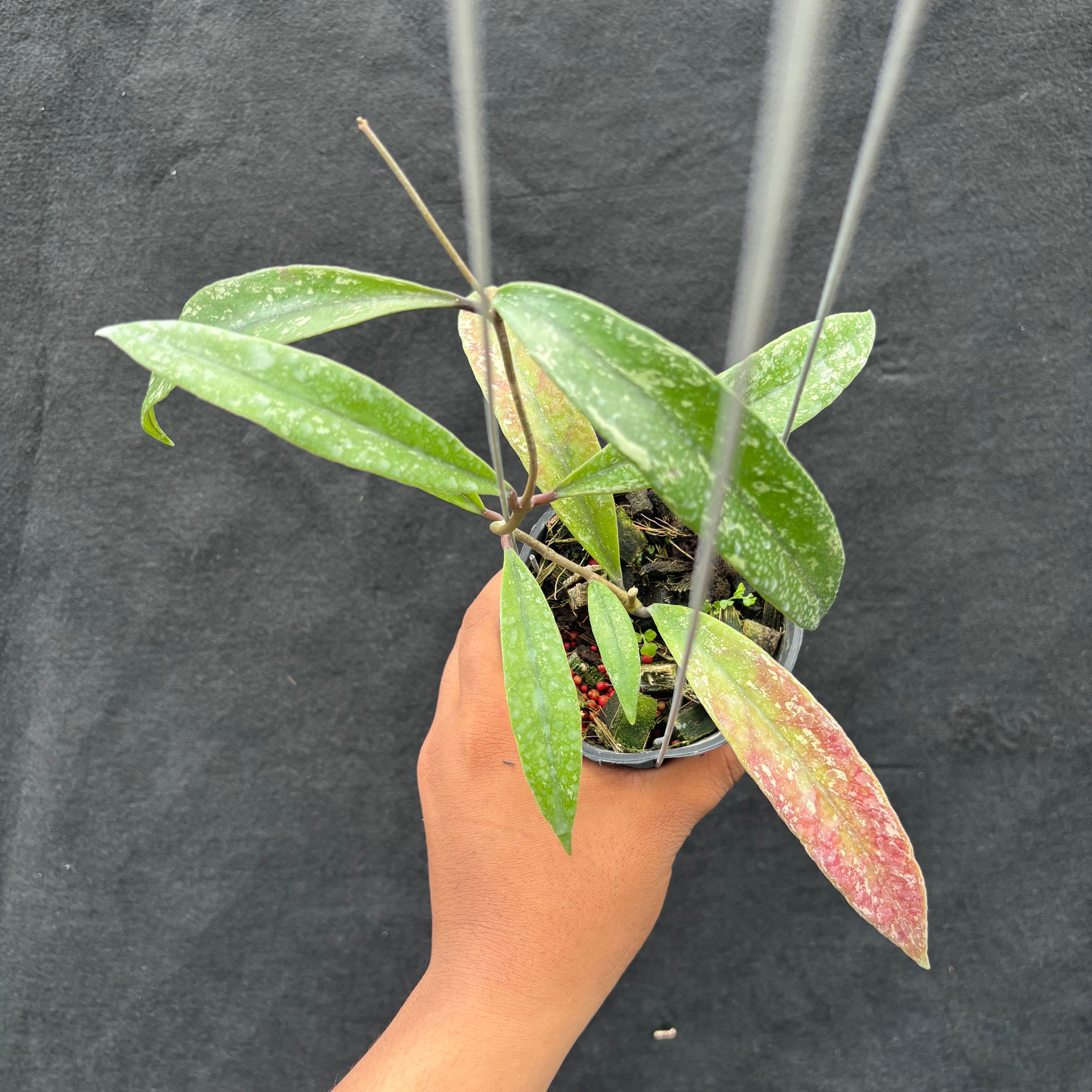 Hoya Sulawesiana x Finlaysonii Borneo (TR-014)