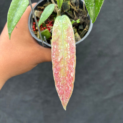 Hoya Sulawesiana x Finlaysonii Borneo (TR-014)