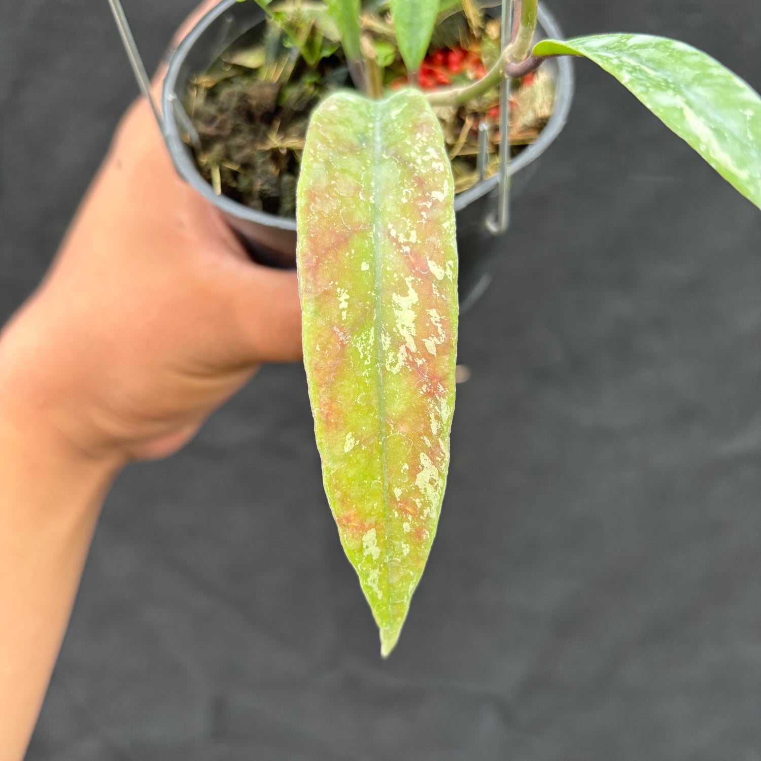 Hoya Sulawesiana x Finlaysonii Borneo (TR-014)