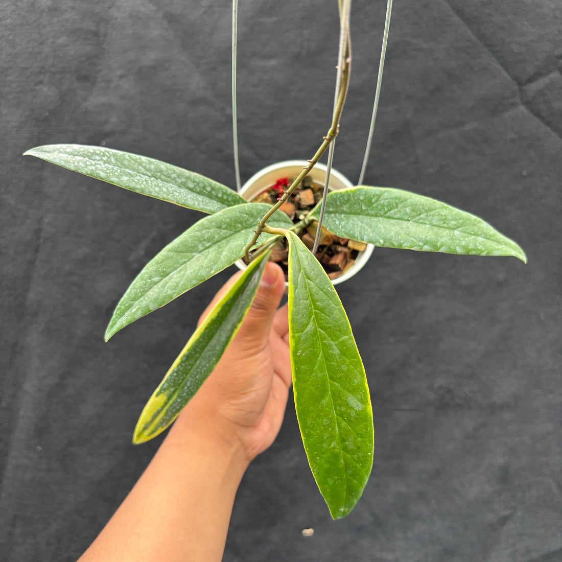 Hoya Sulawesiana "Albomarginata"