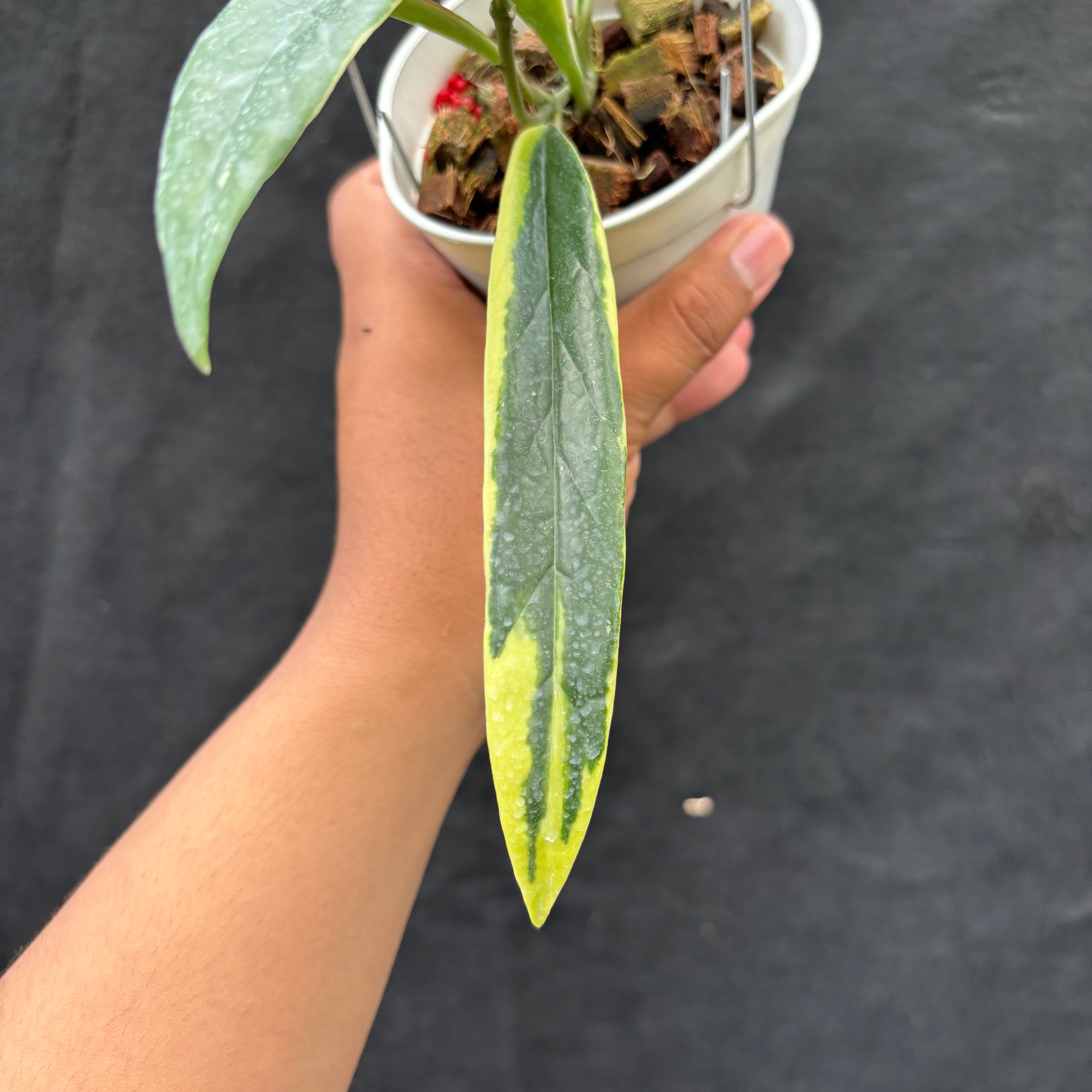 Hoya Sulawesiana "Albomarginata"