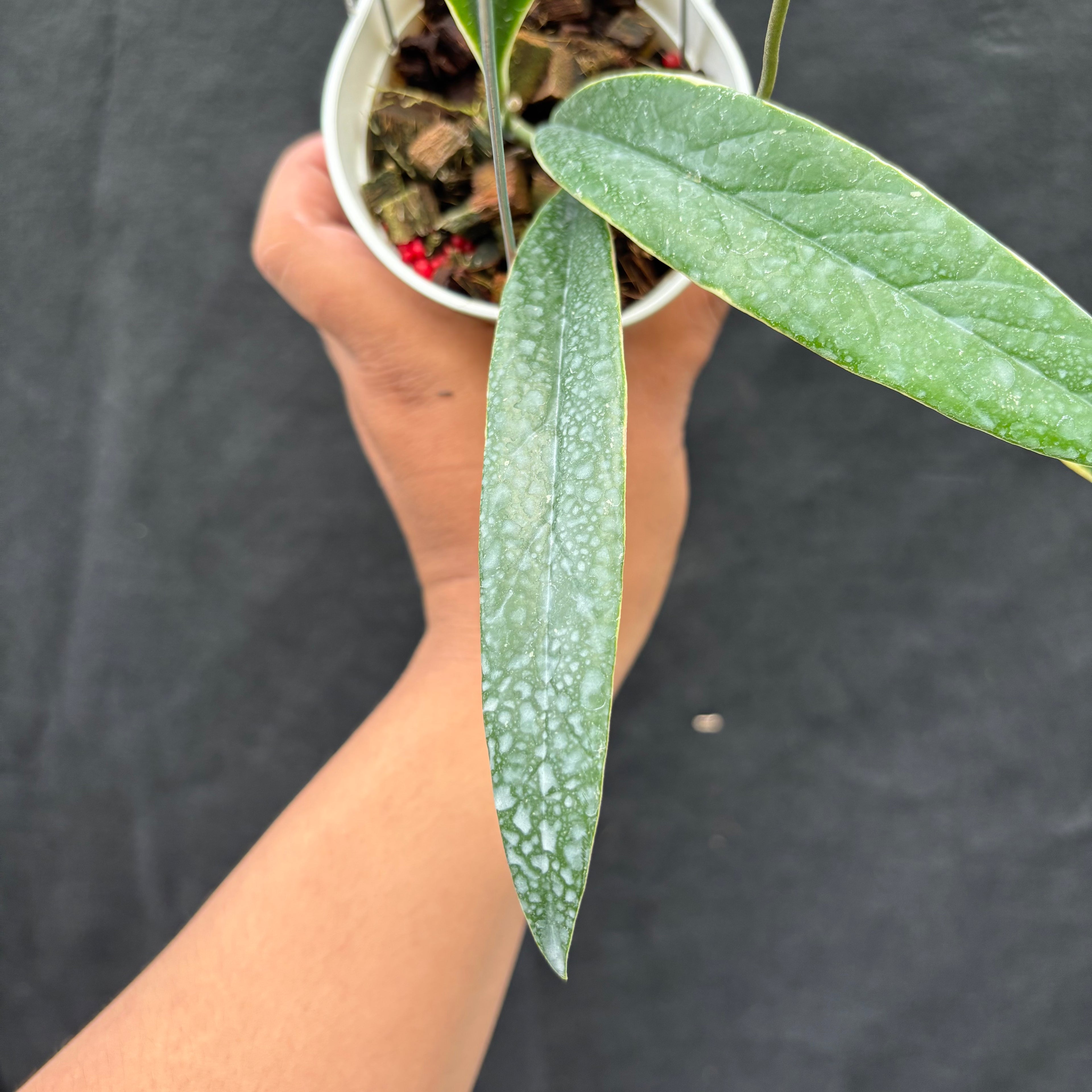 Hoya Sulawesiana "Albomarginata"