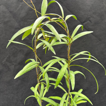 Hoya Aff. Acicularis