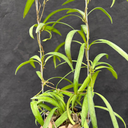 Hoya Aff. Acicularis