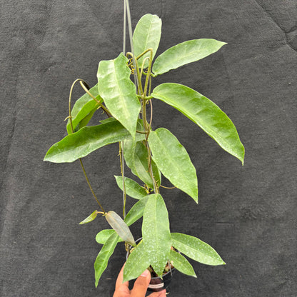 Hoya Onychoides