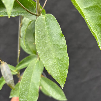 Hoya Onychoides