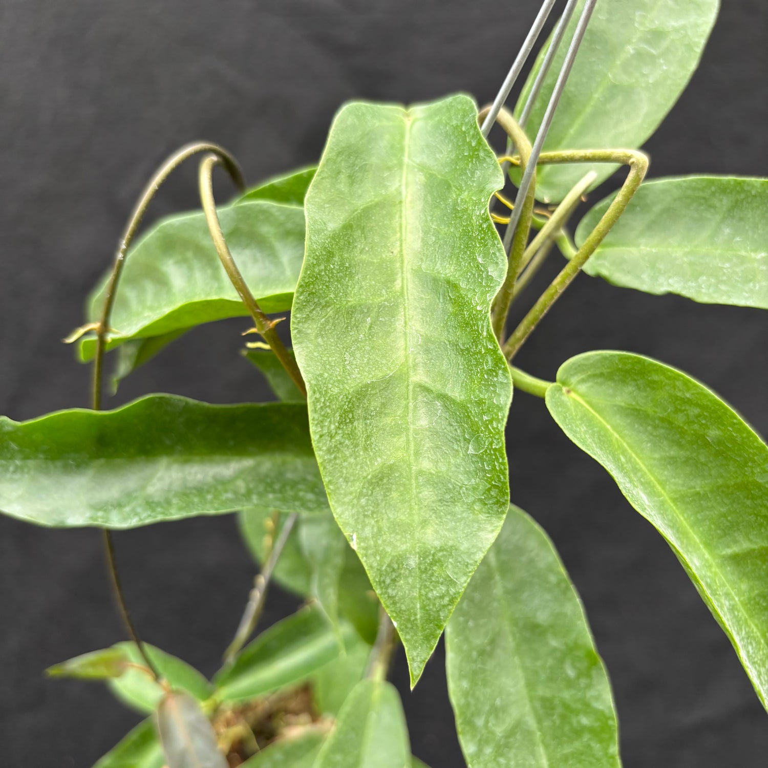 Hoya Onychoides