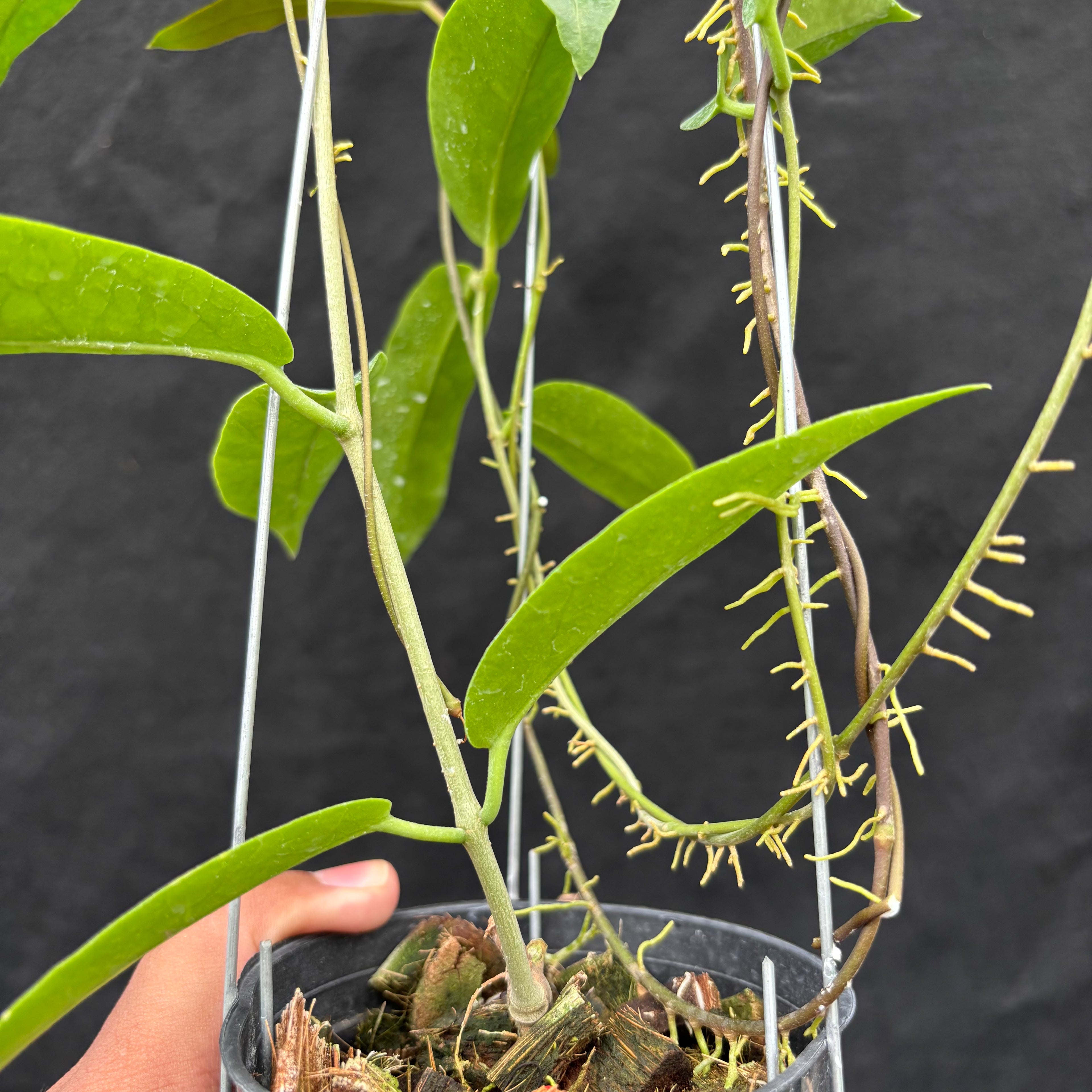 Hoya Onychoides