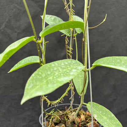 Hoya Onychoides