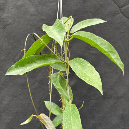 Hoya Onychoides