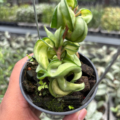 Hoya Carnosa "Mauna Loa"