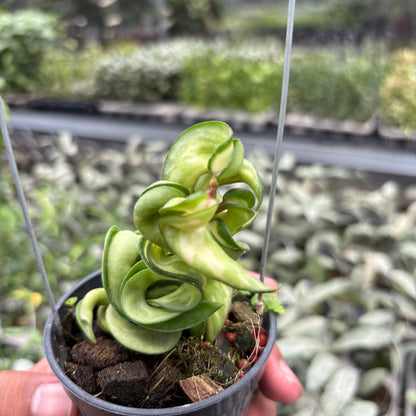 Hoya Carnosa "Mauna Loa"