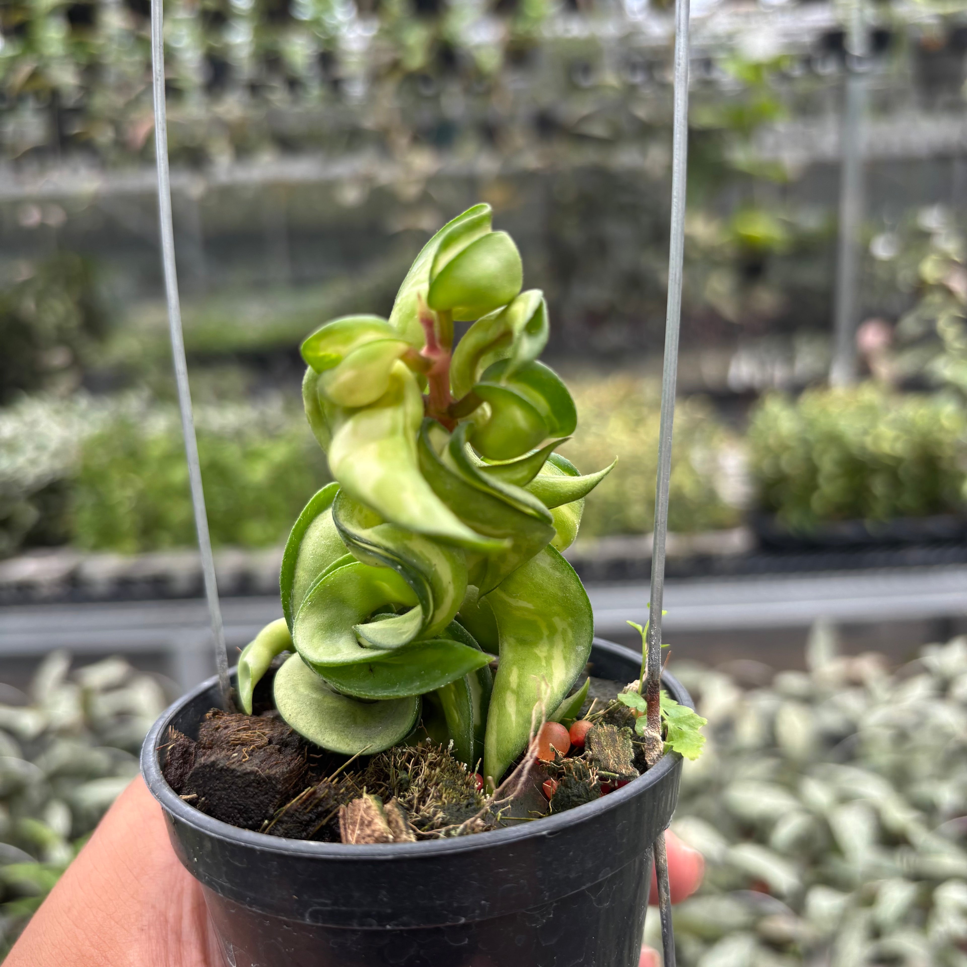 Hoya Carnosa "Mauna Loa"