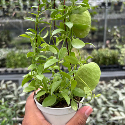 Hoya D. Vidalii