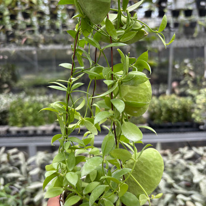 Hoya D. Vidalii