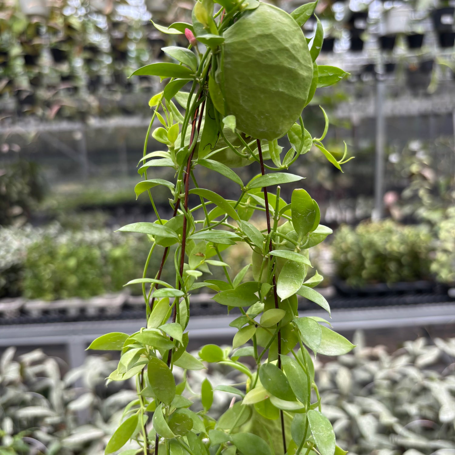 Hoya D. Vidalii