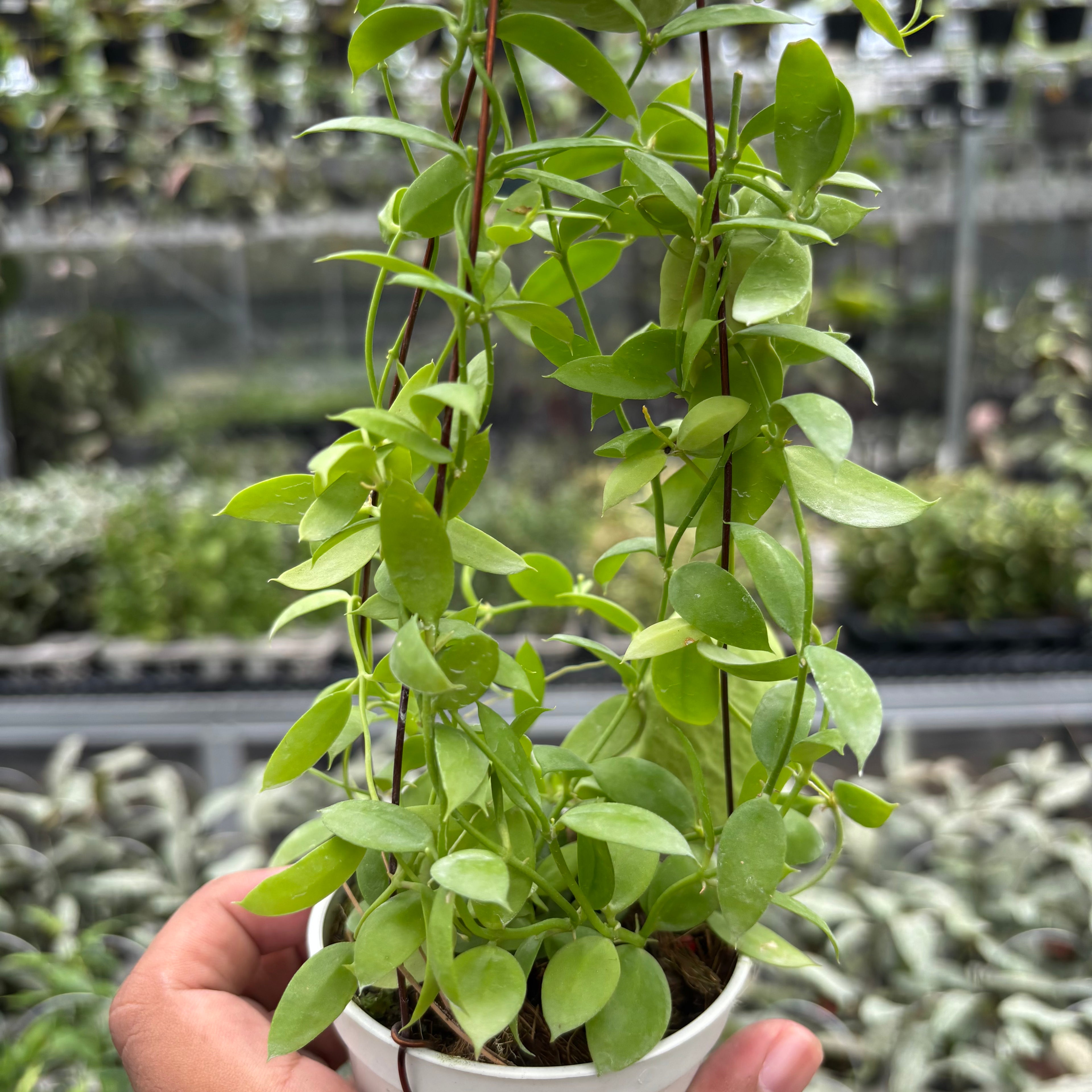 Hoya D. Vidalii