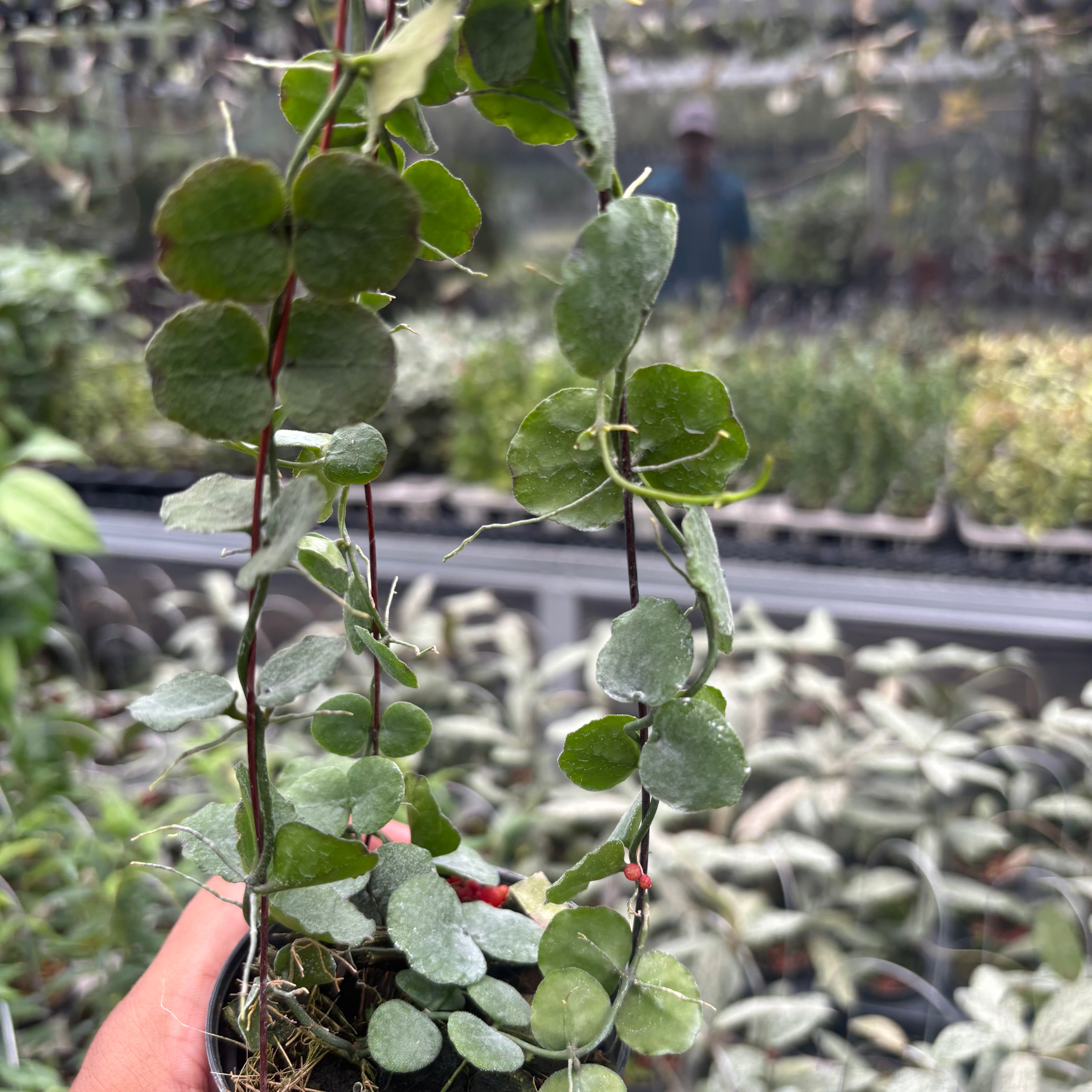 Hoya Dischidia Imbricata