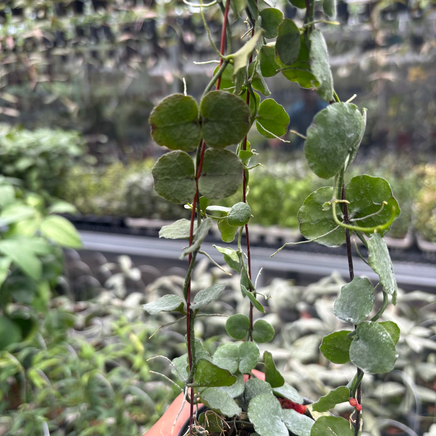 Hoya Dischidia Imbricata
