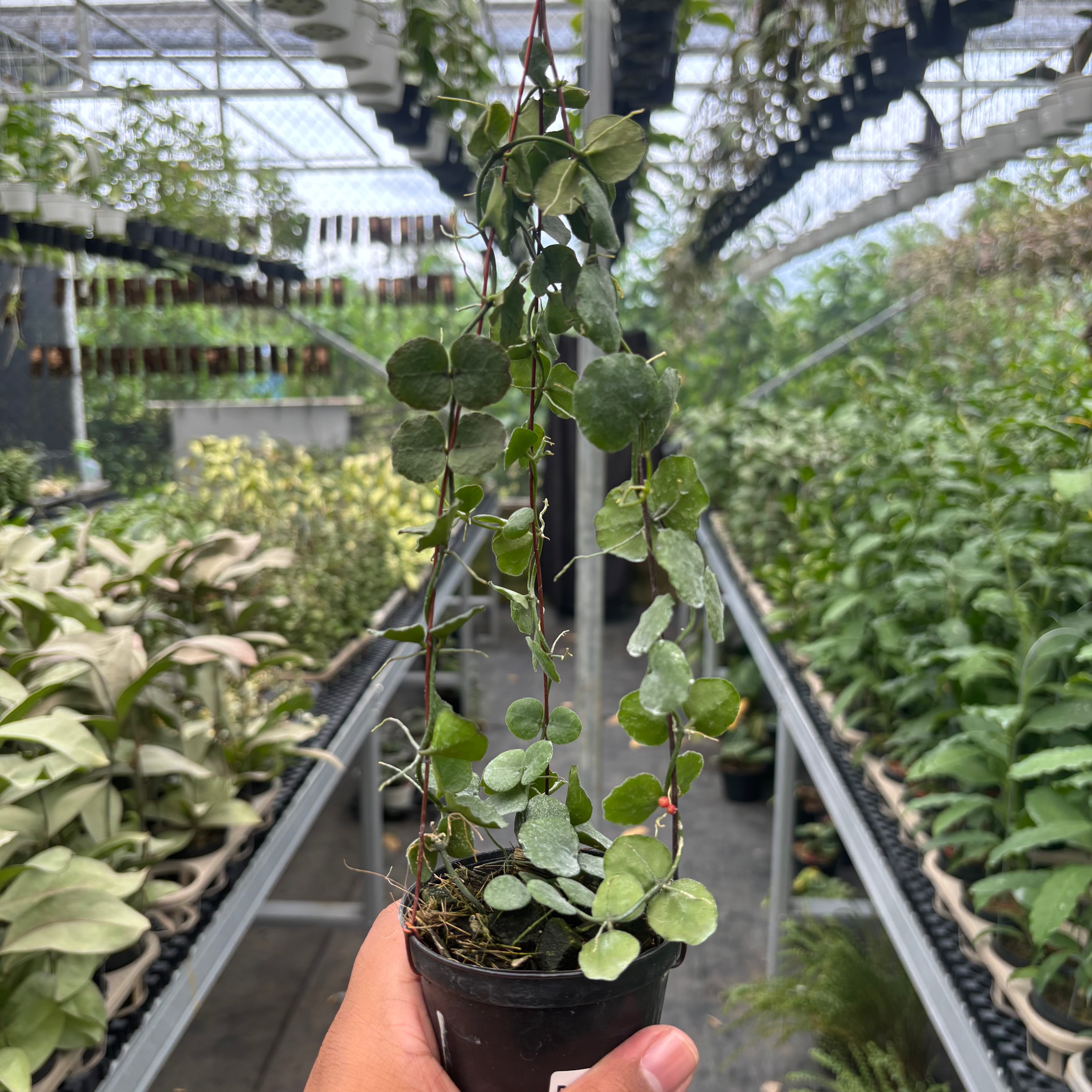 Hoya Dischidia Imbricata