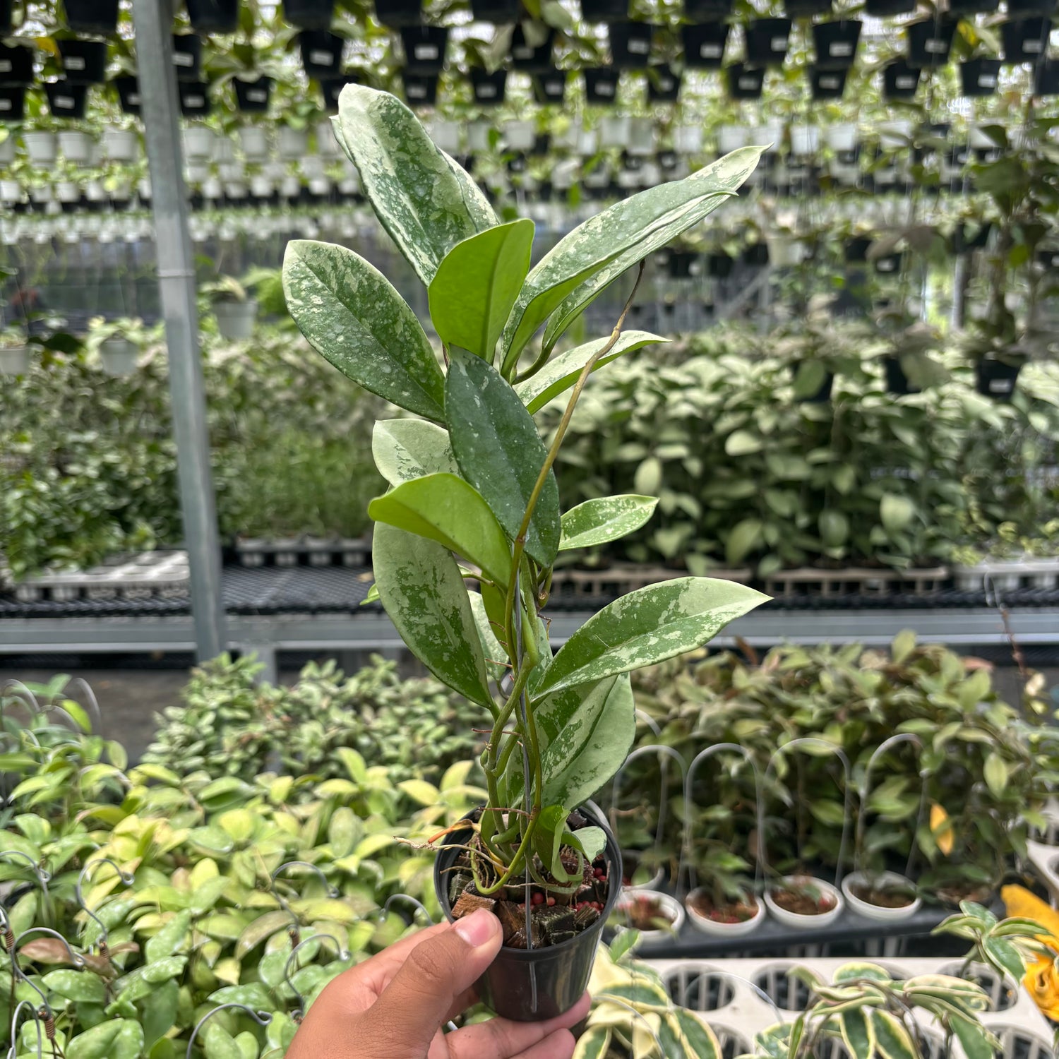 Hoya AH-074