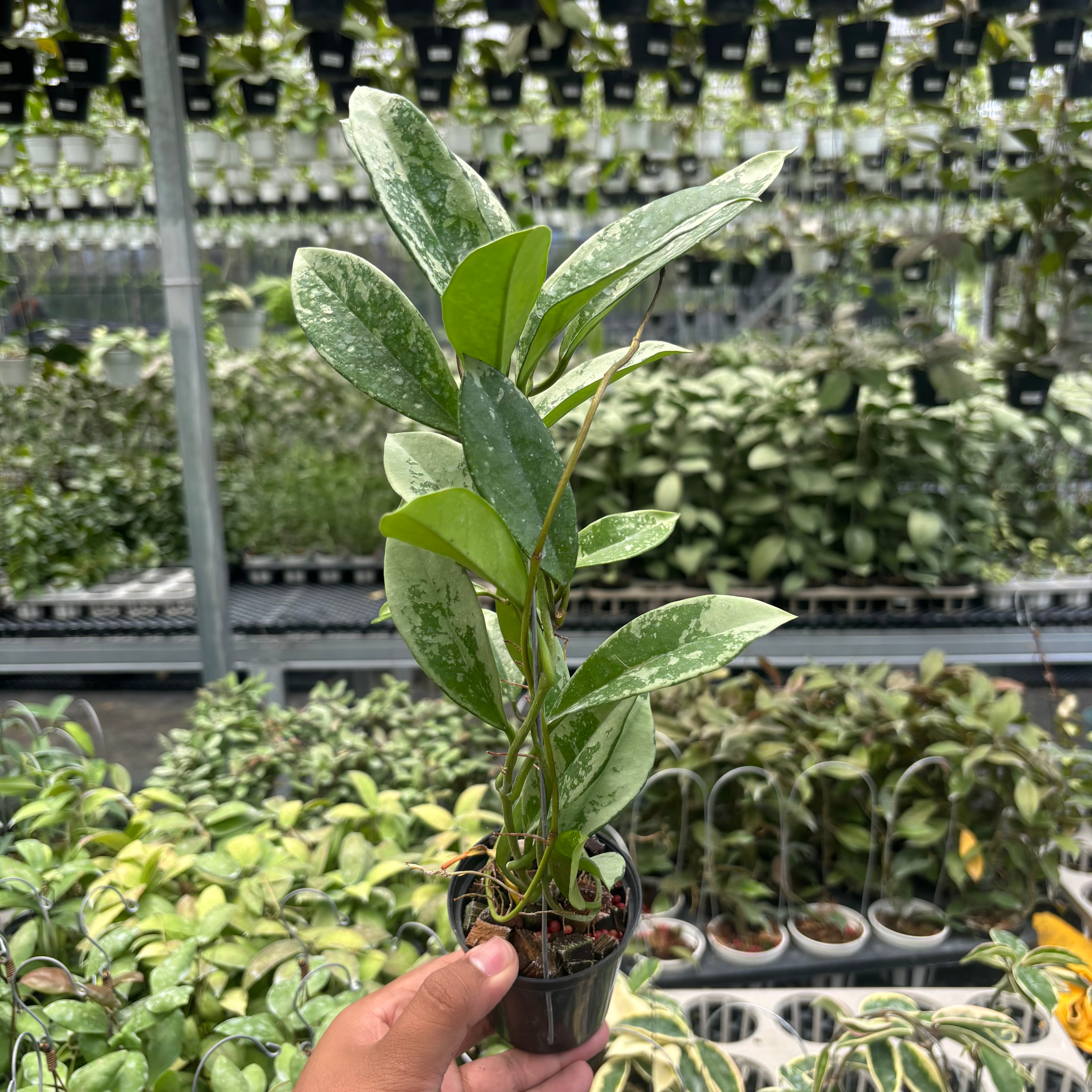 Hoya AH-074
