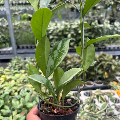 Hoya AH-074