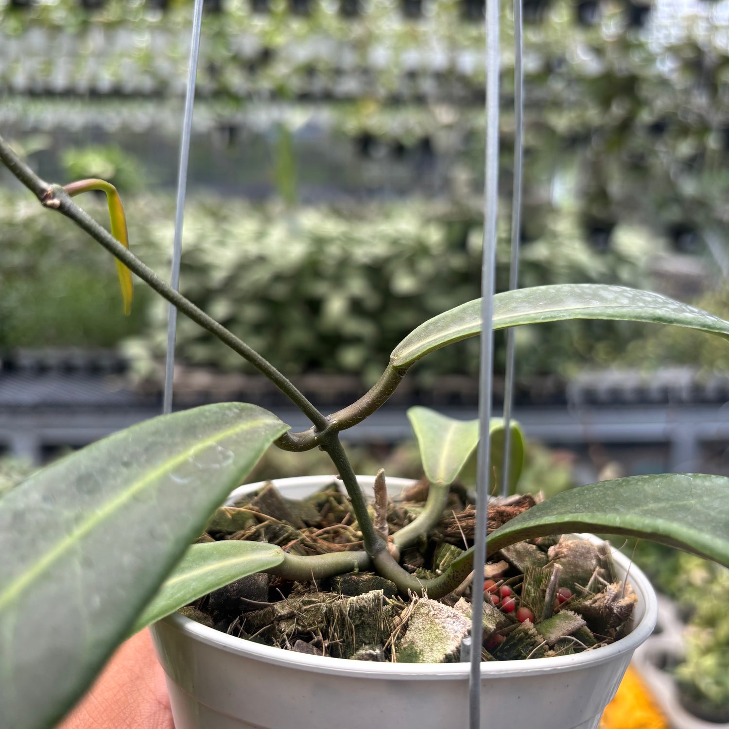 Hoya Pulchra