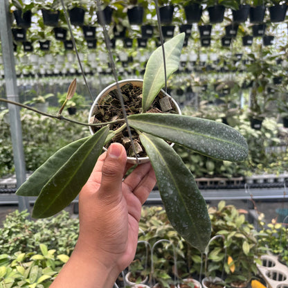 Hoya Pulchra