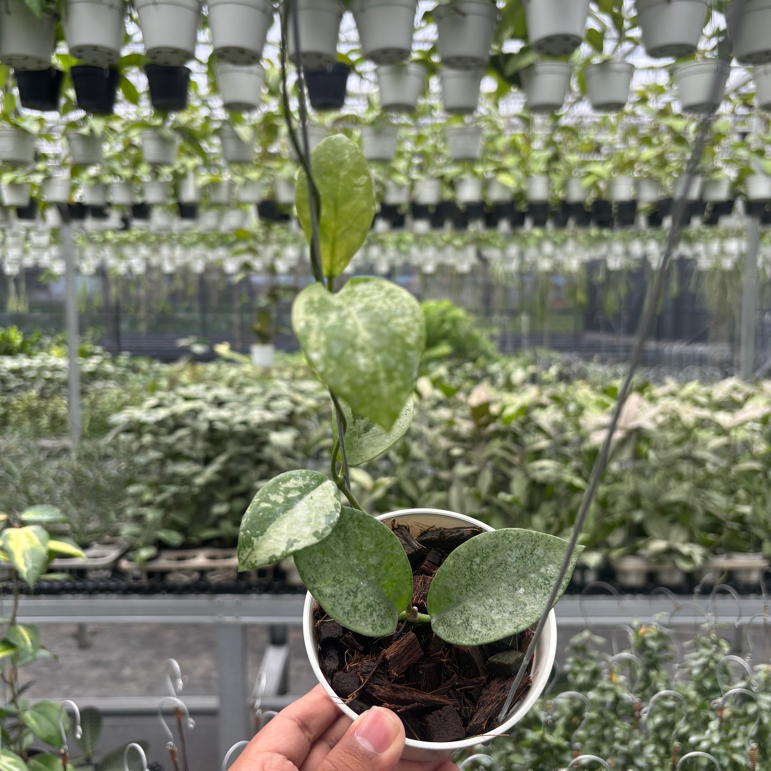 Hoya Nervosa &