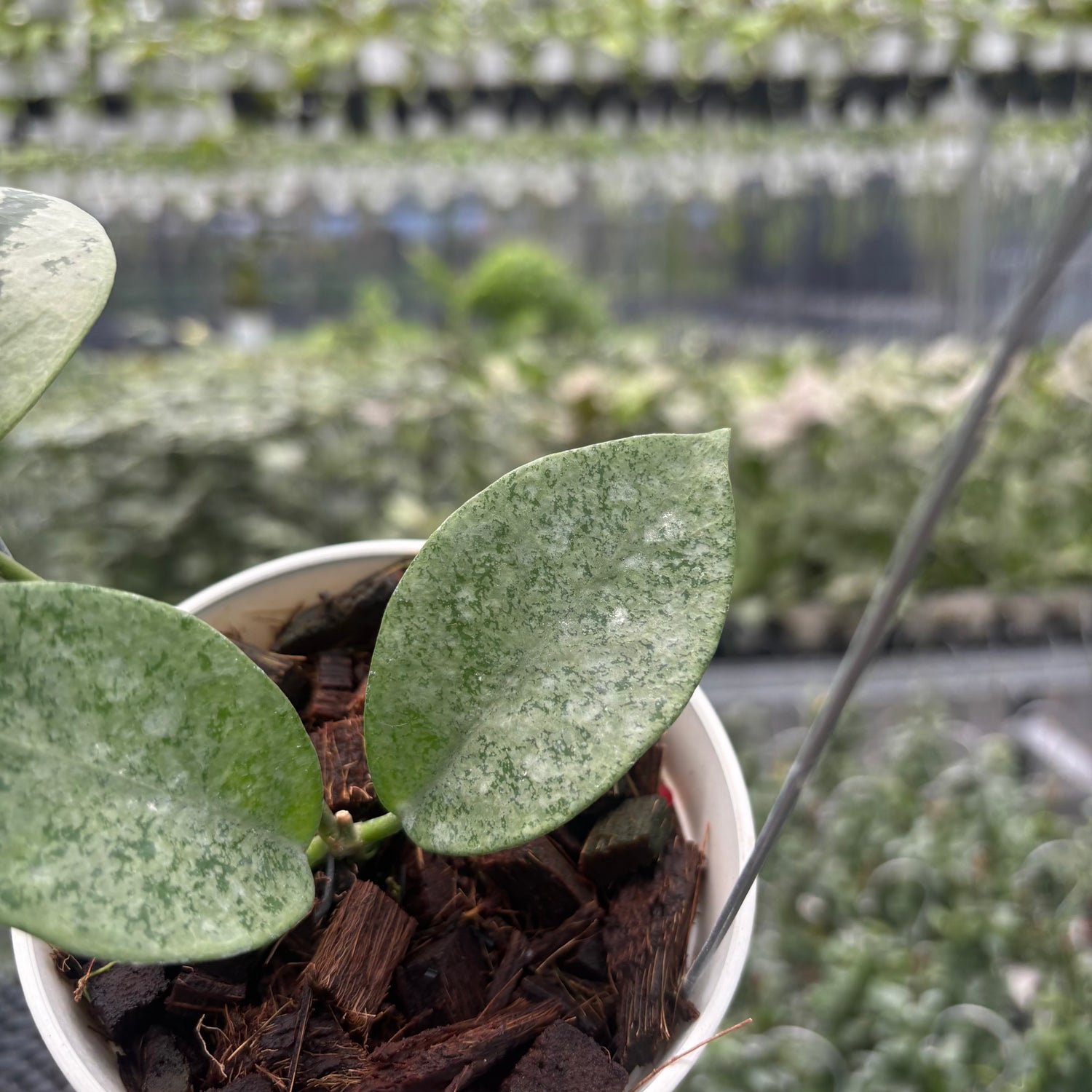 Hoya Nervosa &