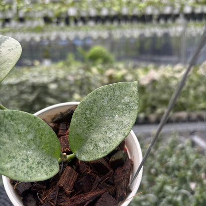 Hoya Nervosa &