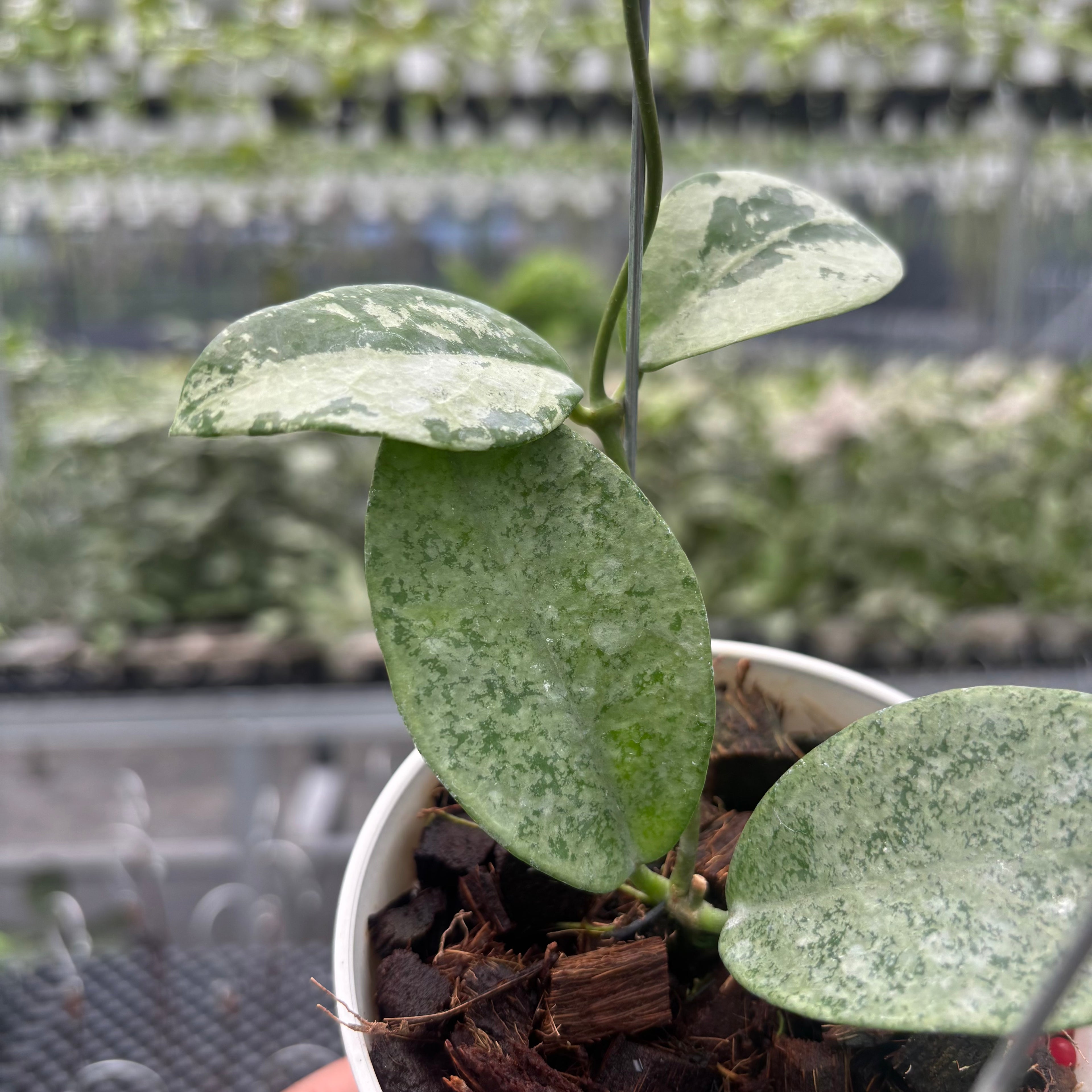 Hoya Nervosa &