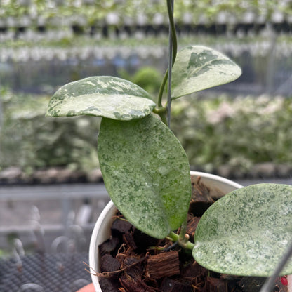 Hoya Nervosa &