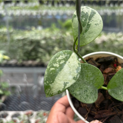 Hoya Nervosa &