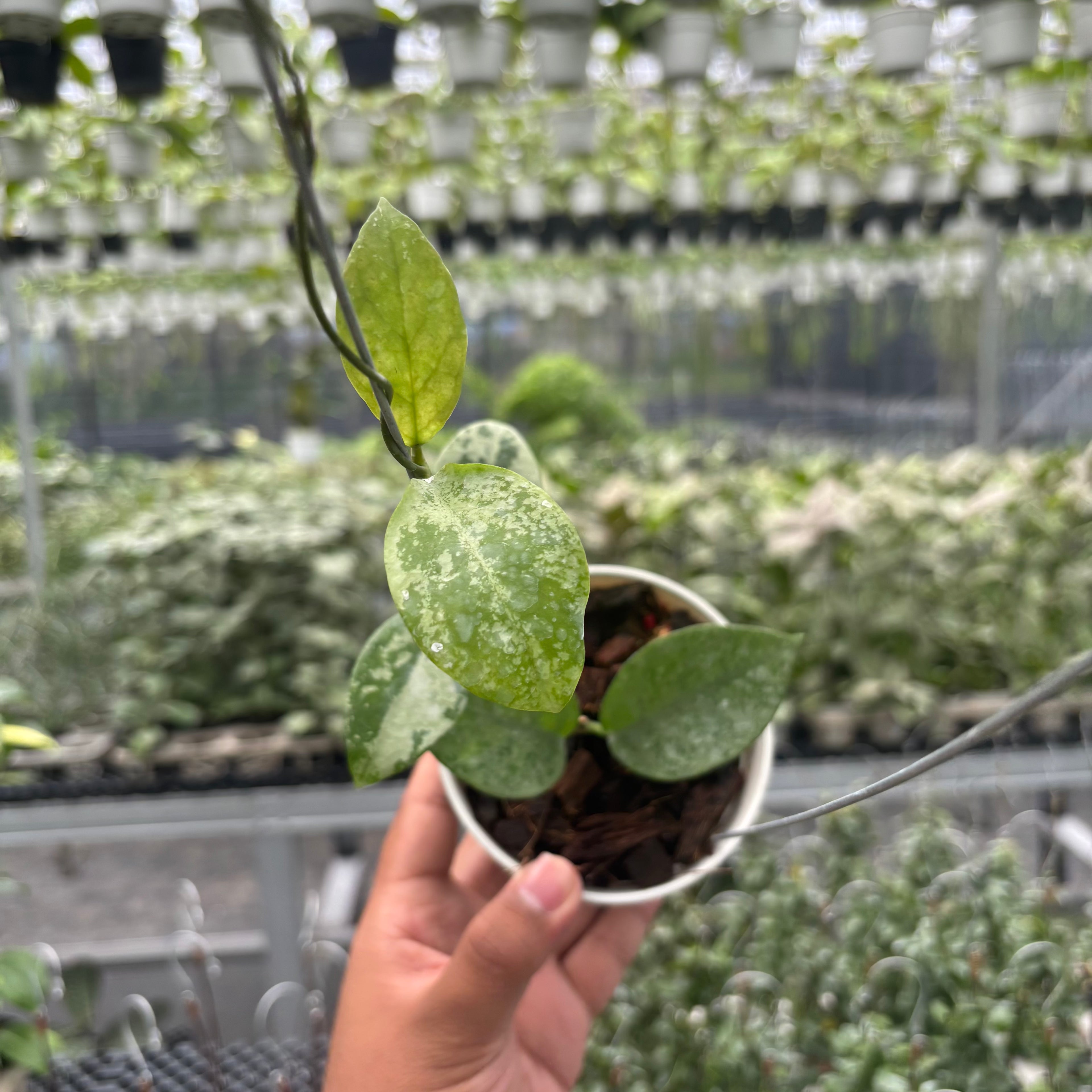 Hoya Nervosa &