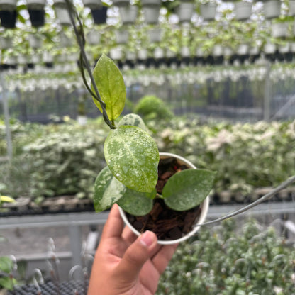 Hoya Nervosa &