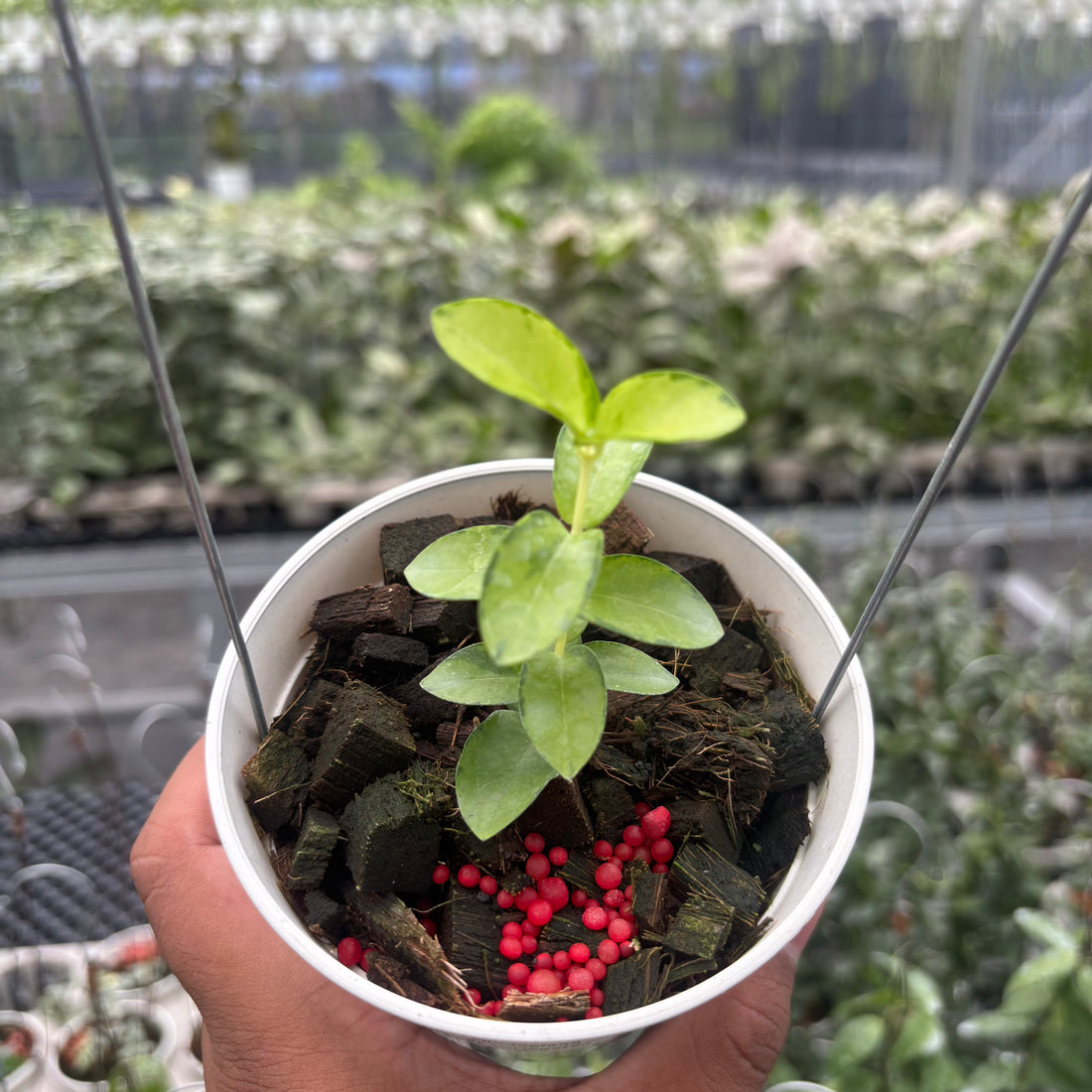 Hoya Cumingiana "Inner Variegated"
