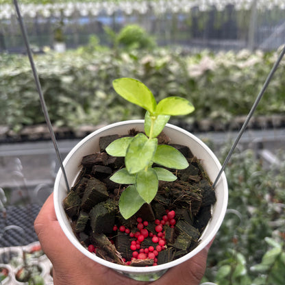 Hoya Cumingiana "Inner Variegated"