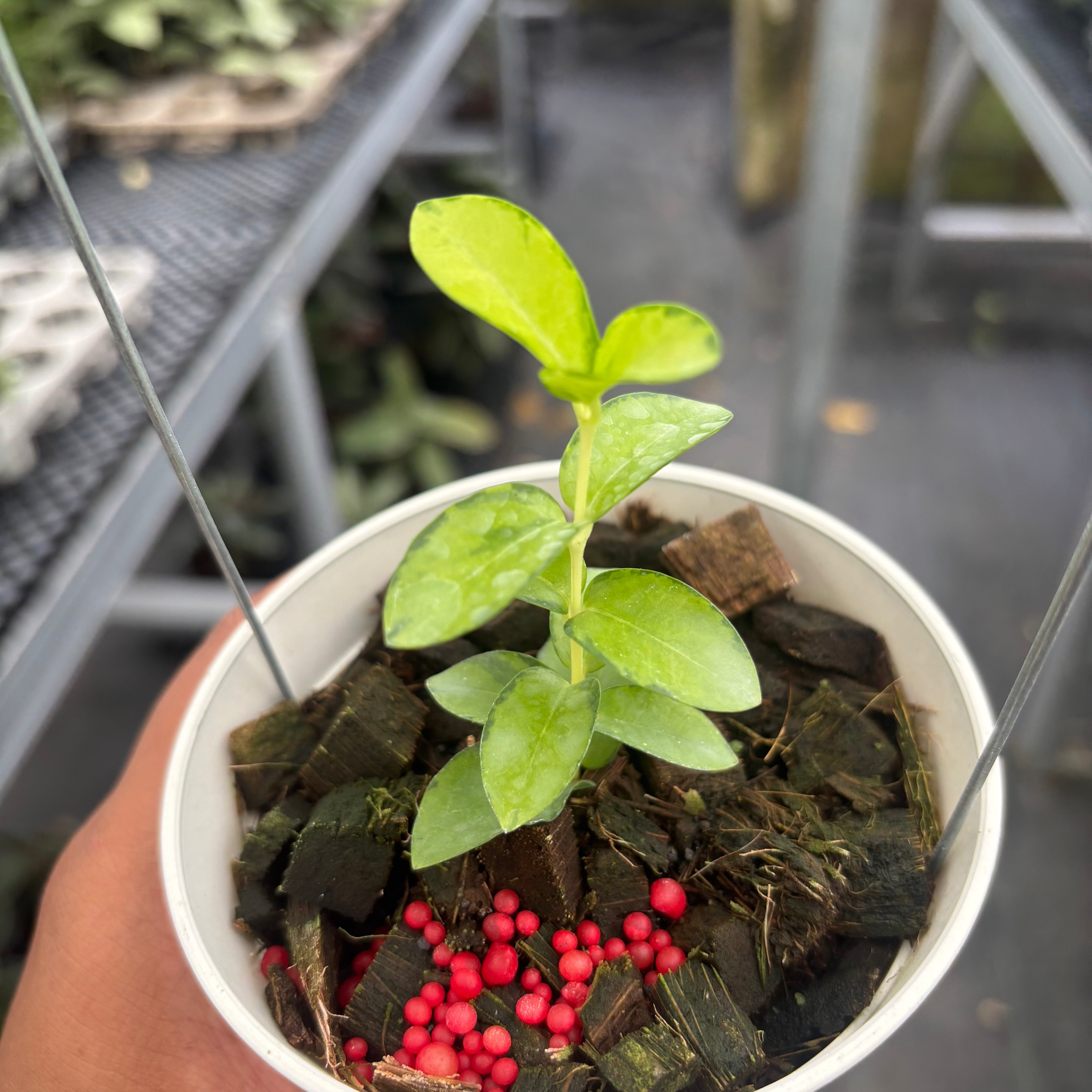 Hoya Cumingiana "Inner Variegated"