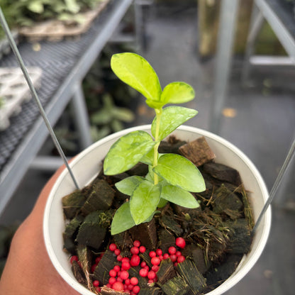 Hoya Cumingiana "Inner Variegated"