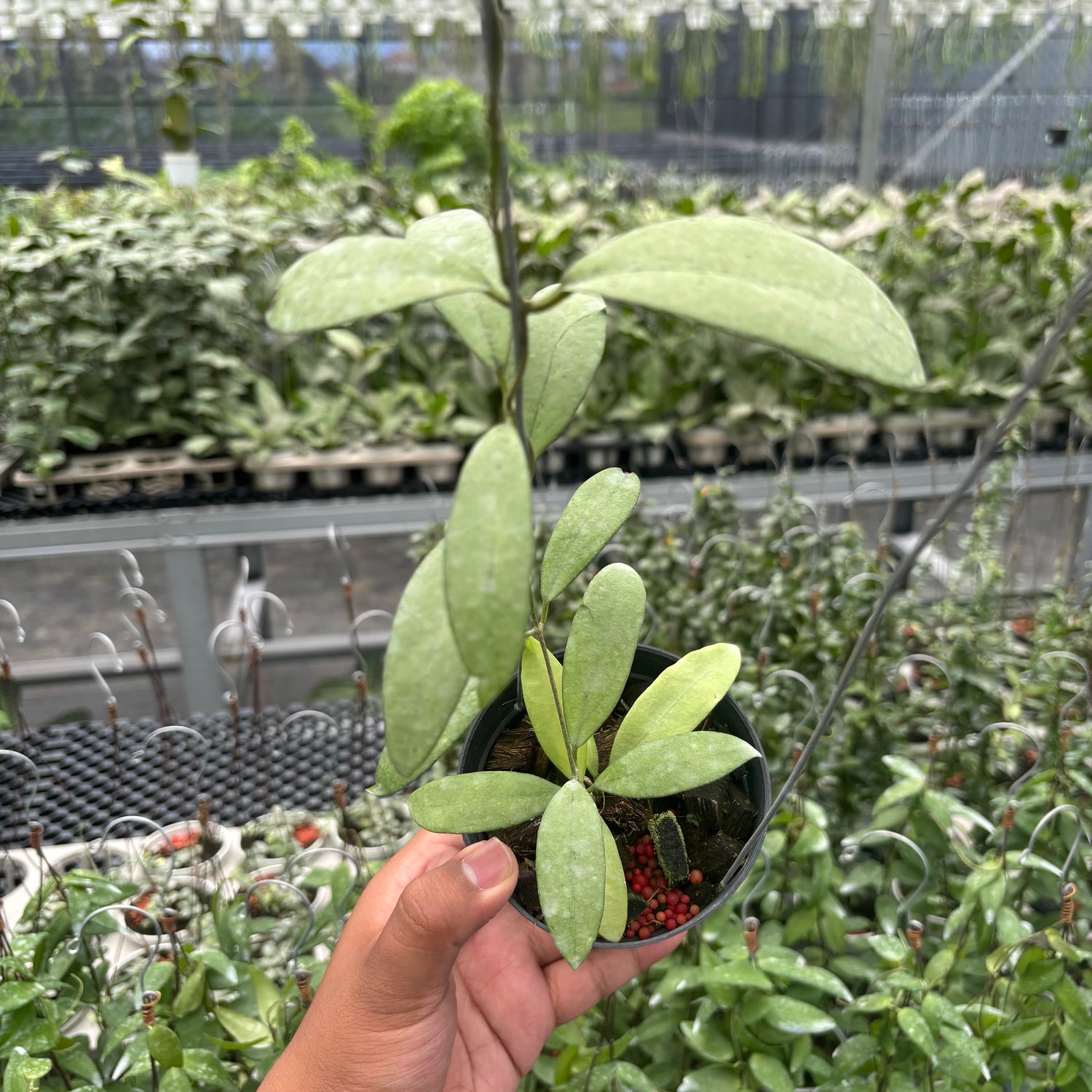 Hoya Sp. Rindu Rafflesia x Hoya Crassipetiolata (VH-02-16)